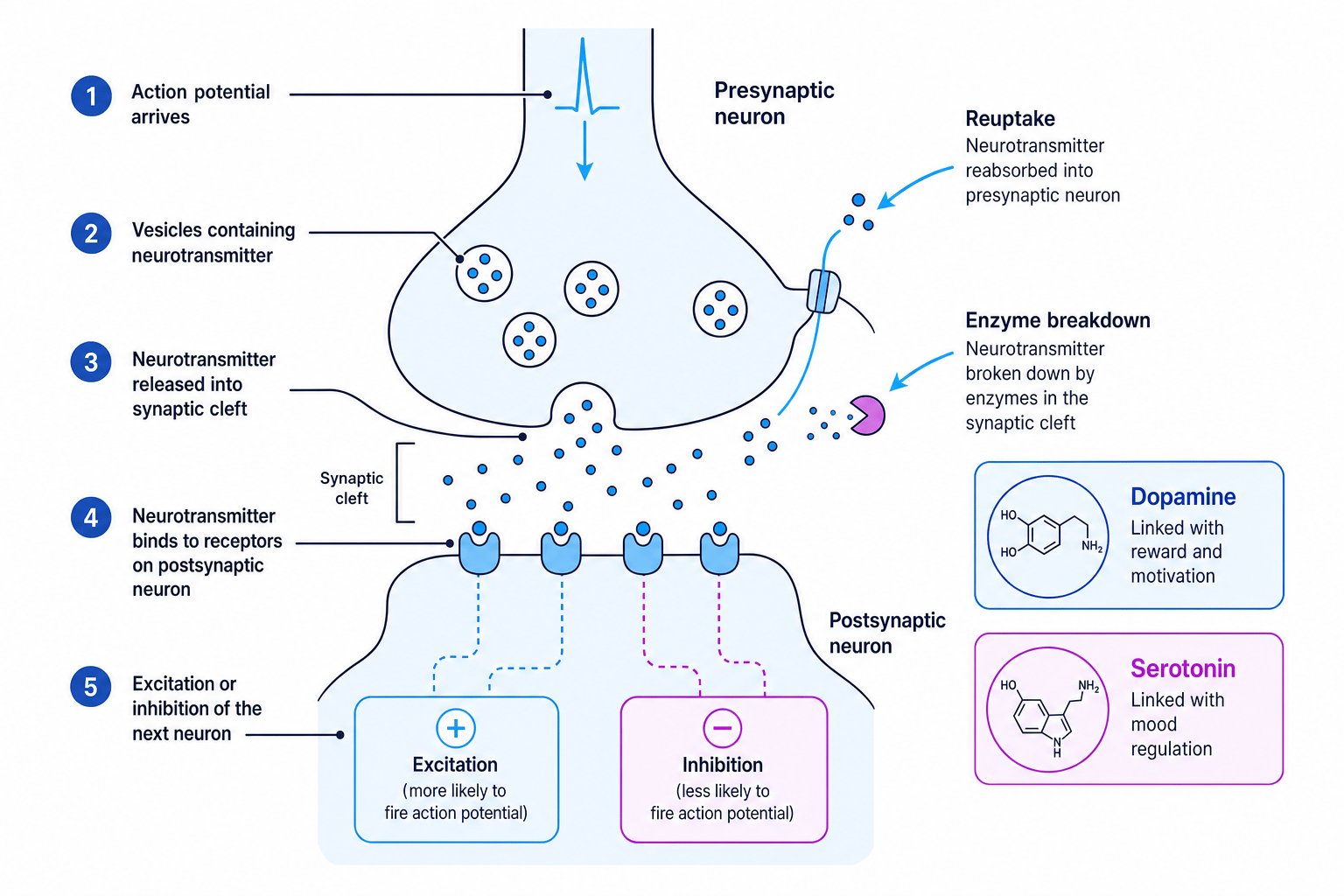 Diagram of a chemical synapse showing neurotransmitter release, receptors, excitation, inhibition, reuptake and enzyme breakdown