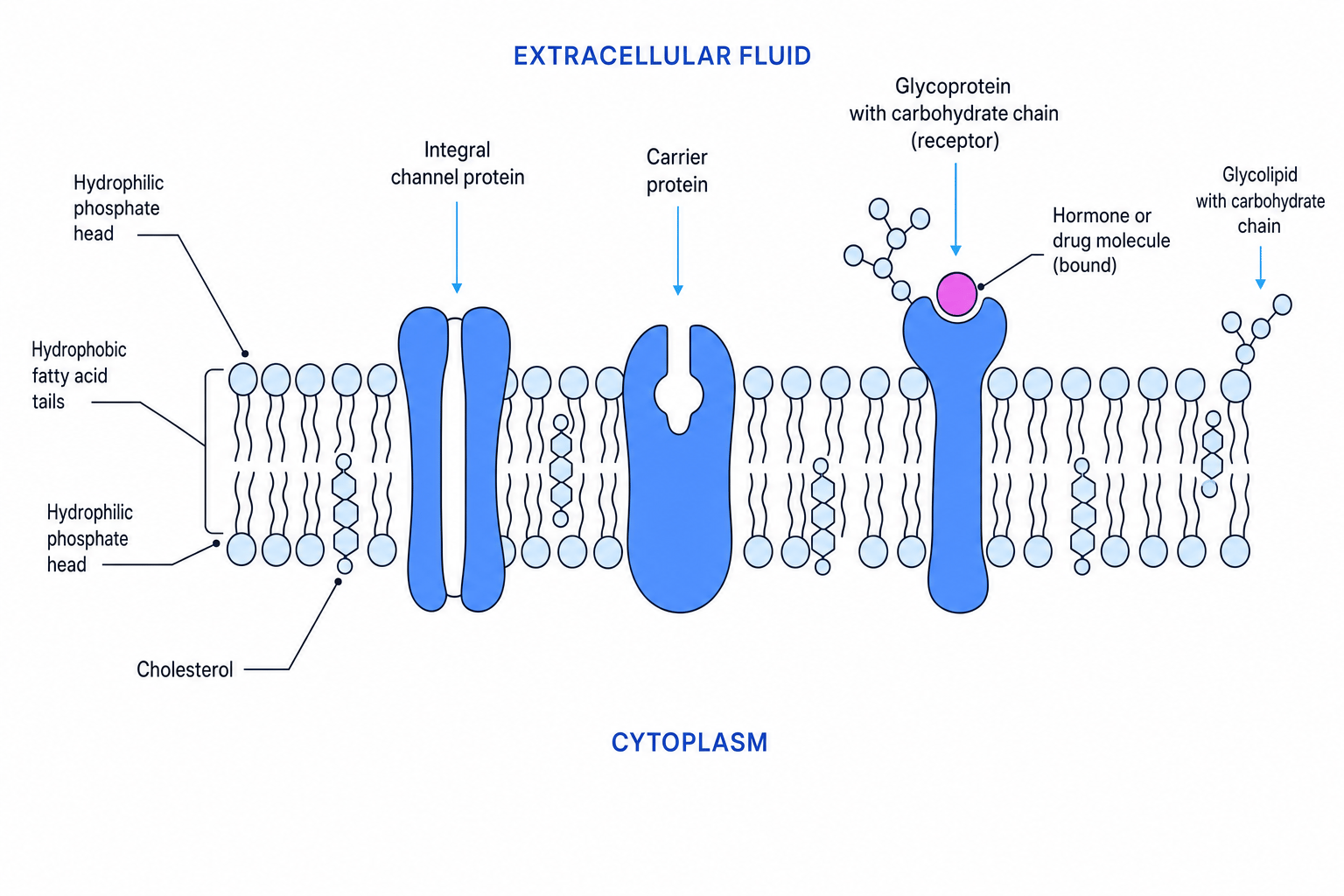 Labelled fluid mosaic model showing phospholipids, cholesterol, proteins, glycoproteins, glycolipids and a receptor binding a hormone or drug