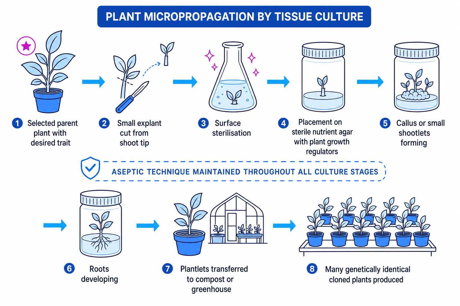Flow diagram of plant micropropagation by tissue culture