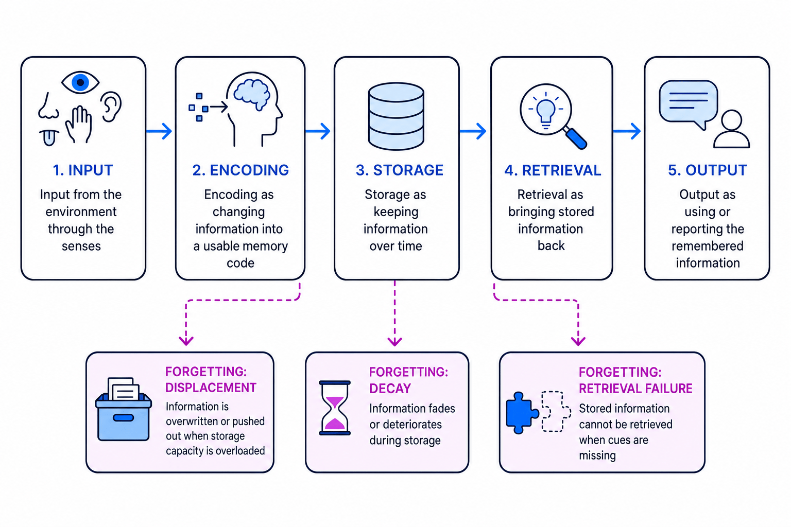 Flow diagram of input, encoding, storage, retrieval and output with forgetting points