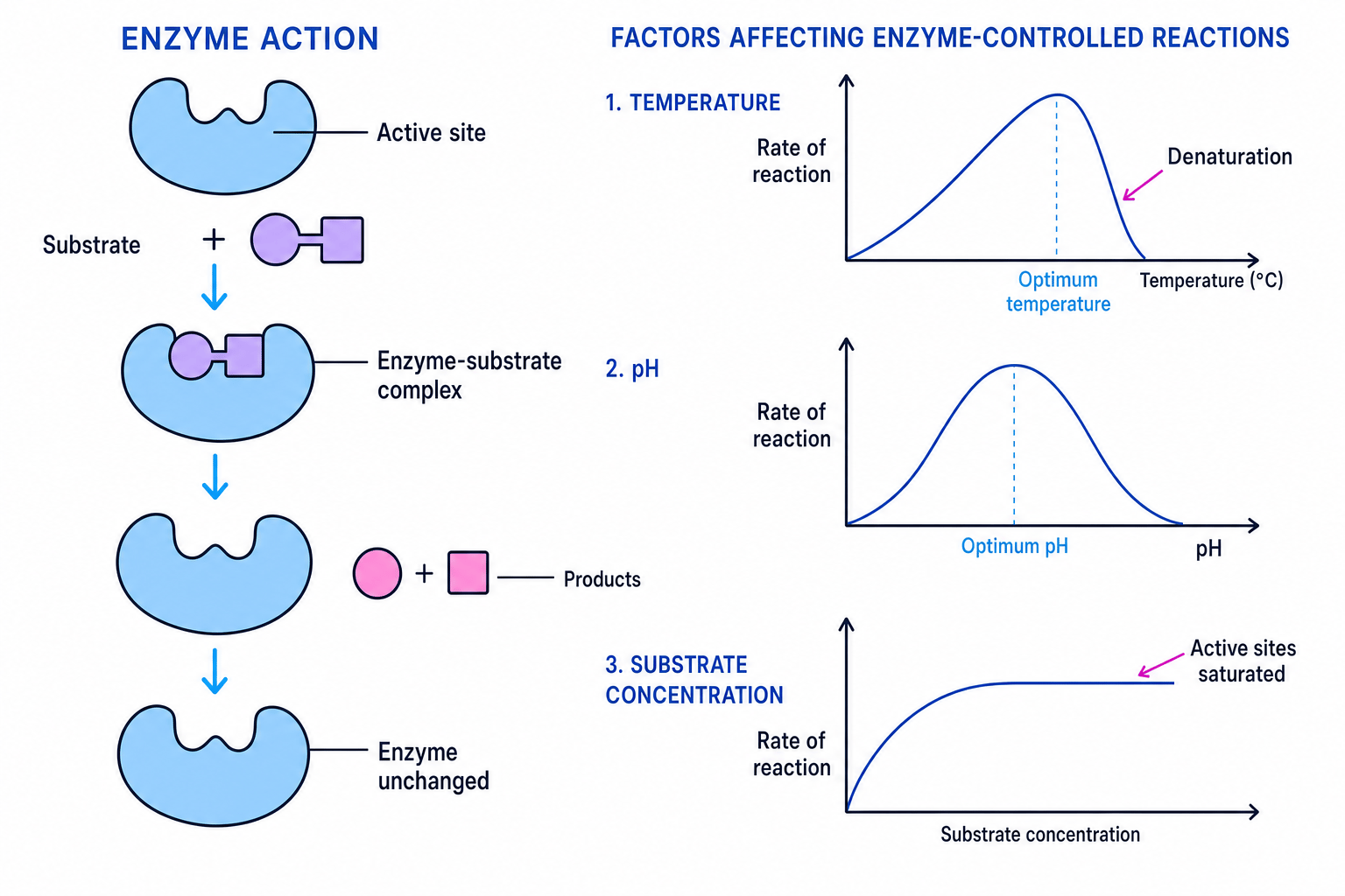 Diagram showing enzyme action, active site, enzyme-substrate complex, products, and graphs for temperature, pH and substrate concentration