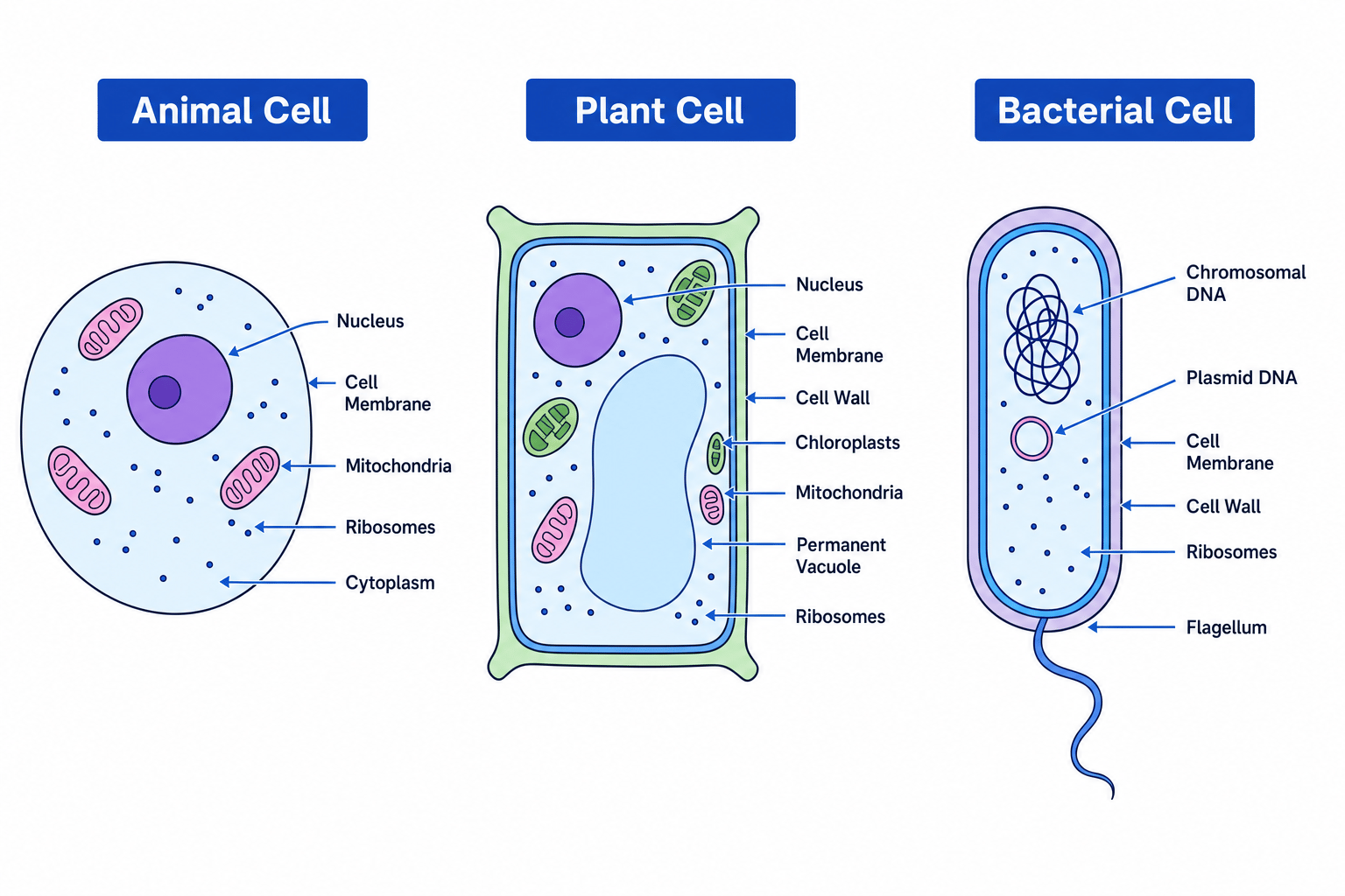 A side-by-side comparison of animal, plant, and bacterial cells