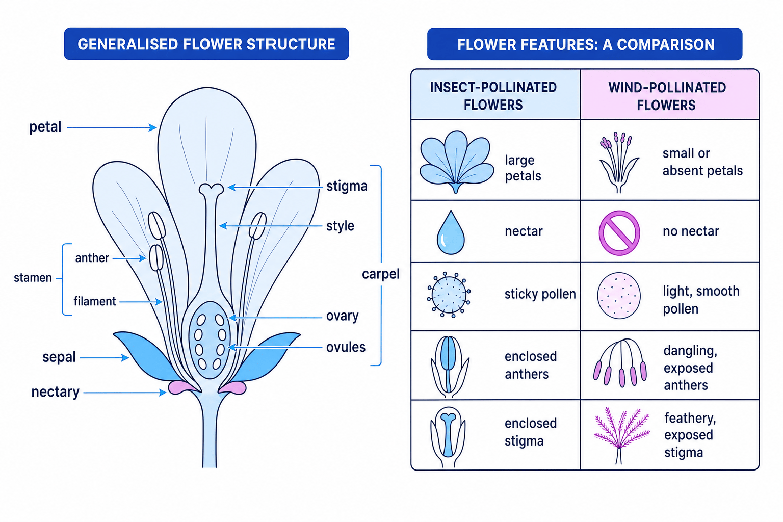 Generalised flower structure labelled with stamen, carpel, ovary, ovules, and a comparison of insect- and wind-pollinated flower features