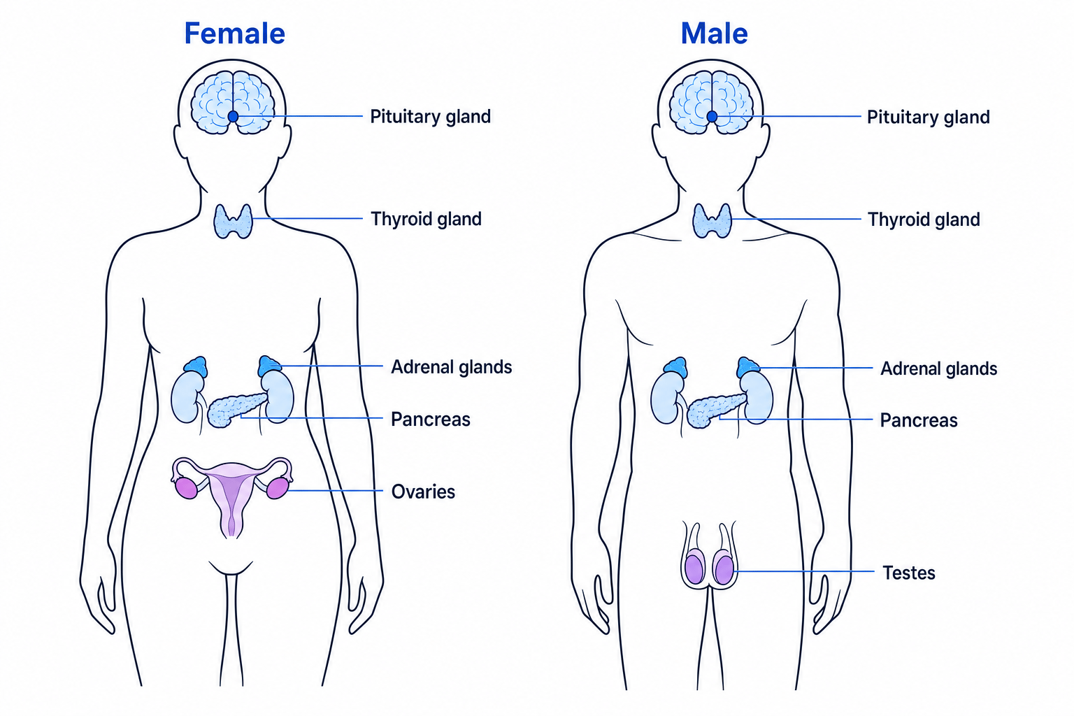 Side by side female and male body outlines showing pituitary gland, thyroid gland, adrenal glands, pancreas, ovaries and testes in their correct positions