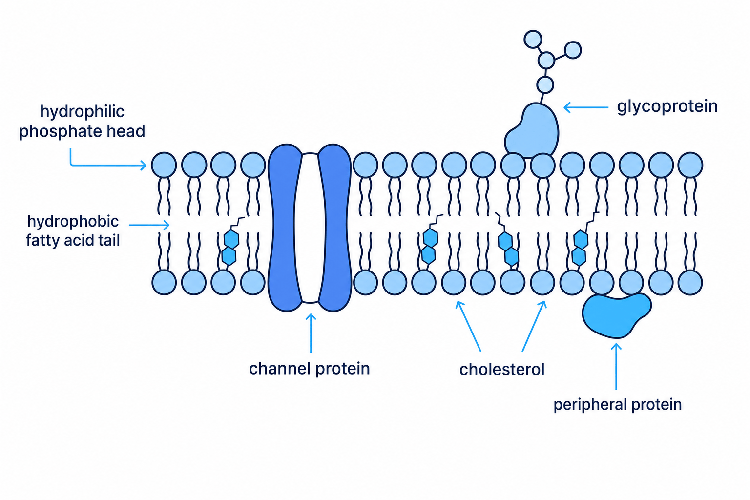 Fluid mosaic model of the plasma membrane
