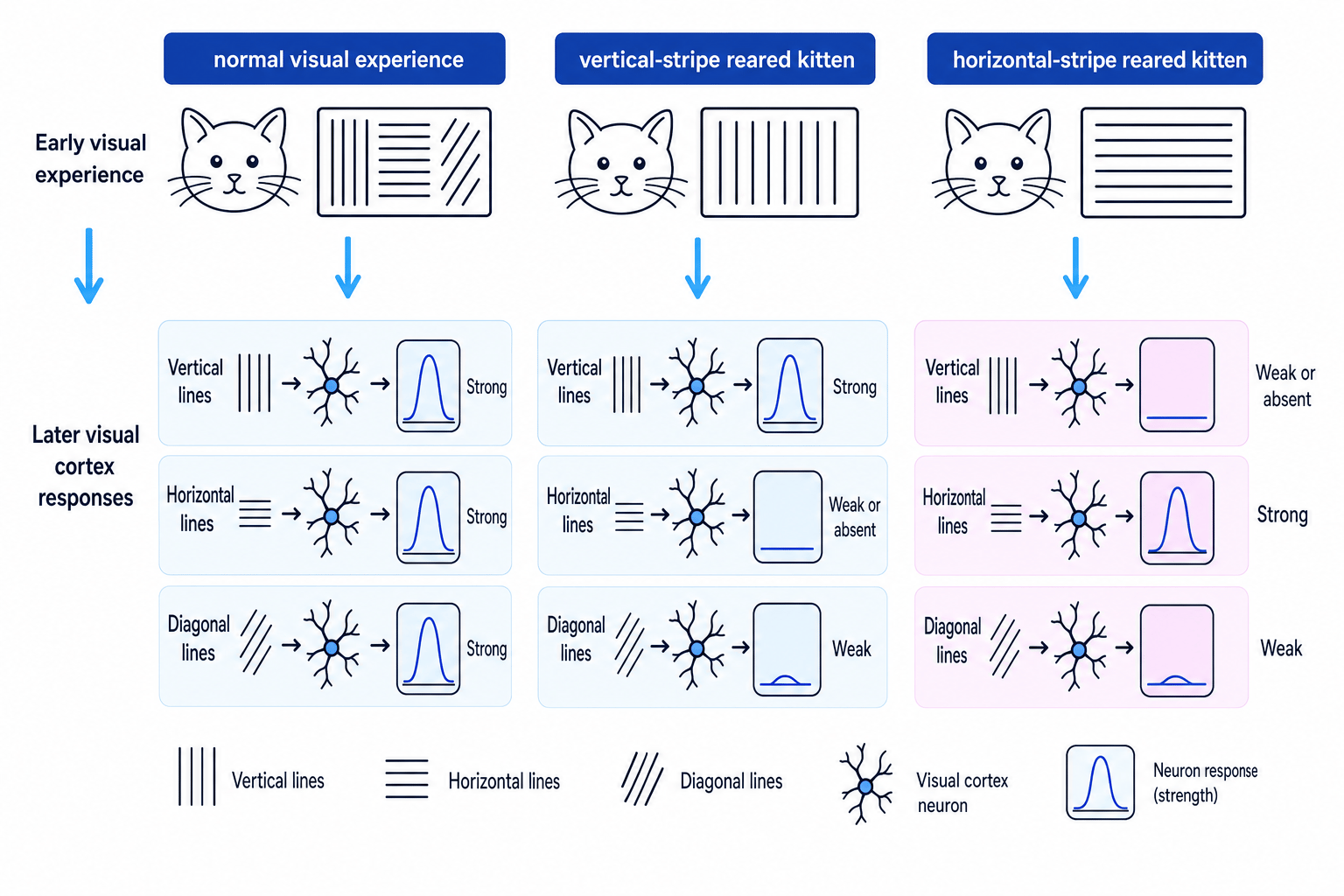 Comparison of normal, vertical-stripe reared, and horizontal-stripe reared kittens showing later visual cortex responses to different line orientations