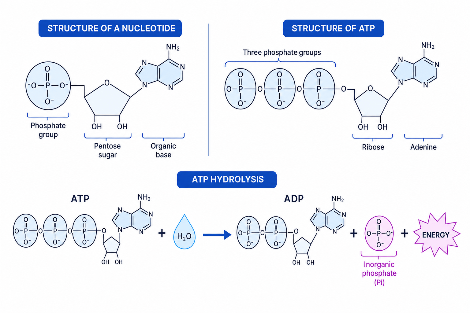 Structure of a nucleotide beside ATP with hydrolysis to ADP and Pi labelled