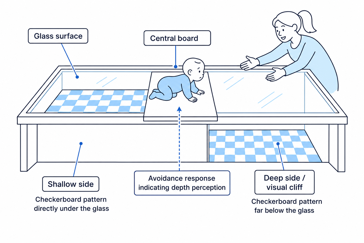 Labelled schematic of Gibson and Walk's visual cliff apparatus showing a glass surface, central board, shallow side, deep side and caregiver encouraging the infant