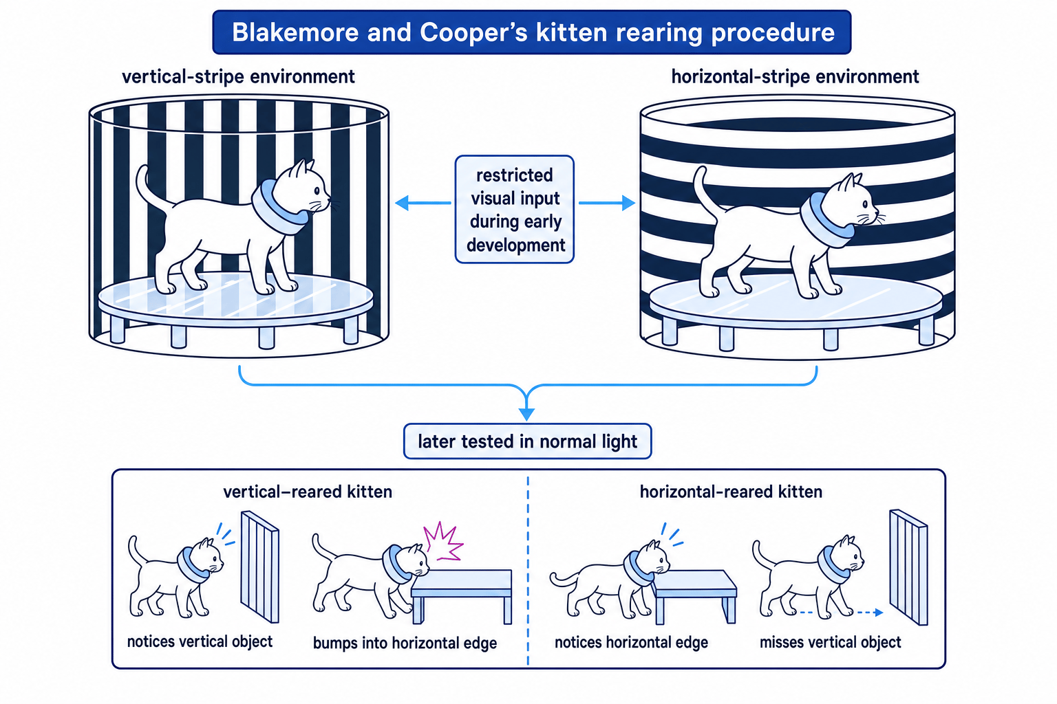 Schematic of Blakemore and Cooper's kitten rearing procedure