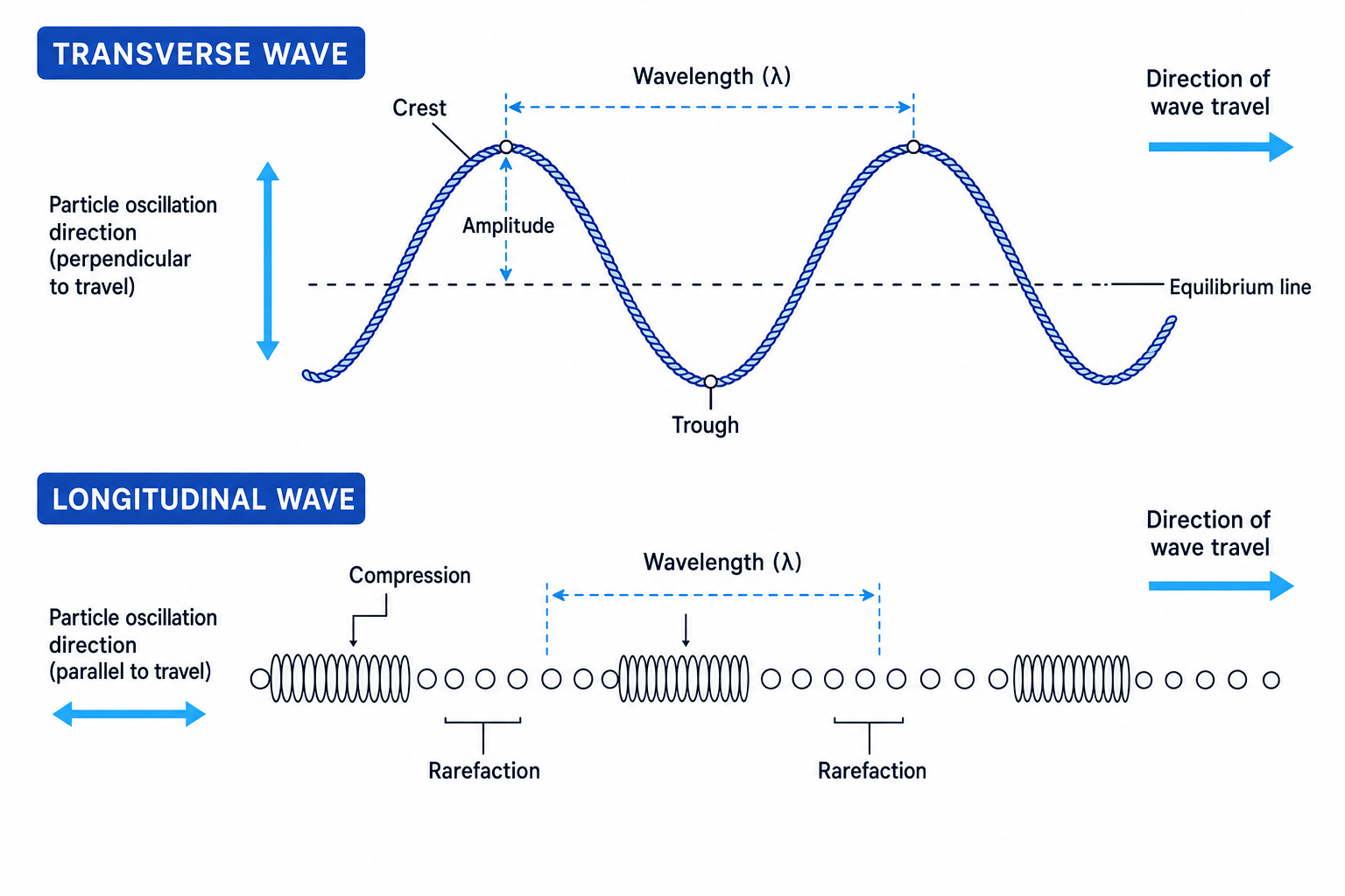 Comparison of transverse and longitudinal waves showing oscillation direction, wavelength, amplitude, compressions and rarefactions