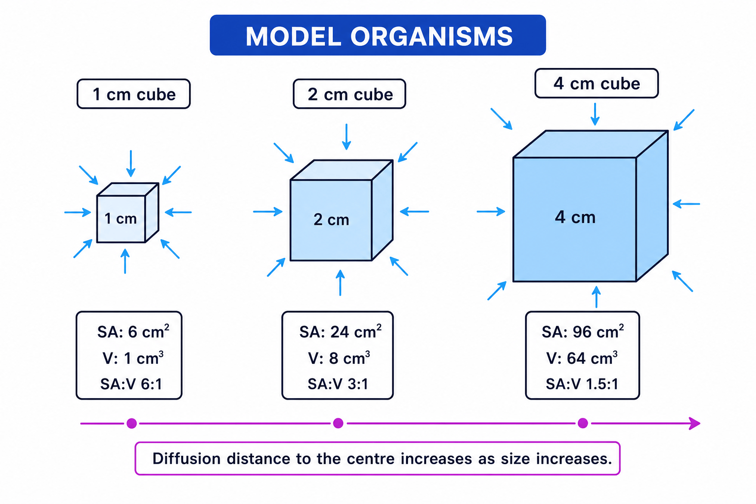 Cube models showing decreasing surface area to volume ratio as size increases