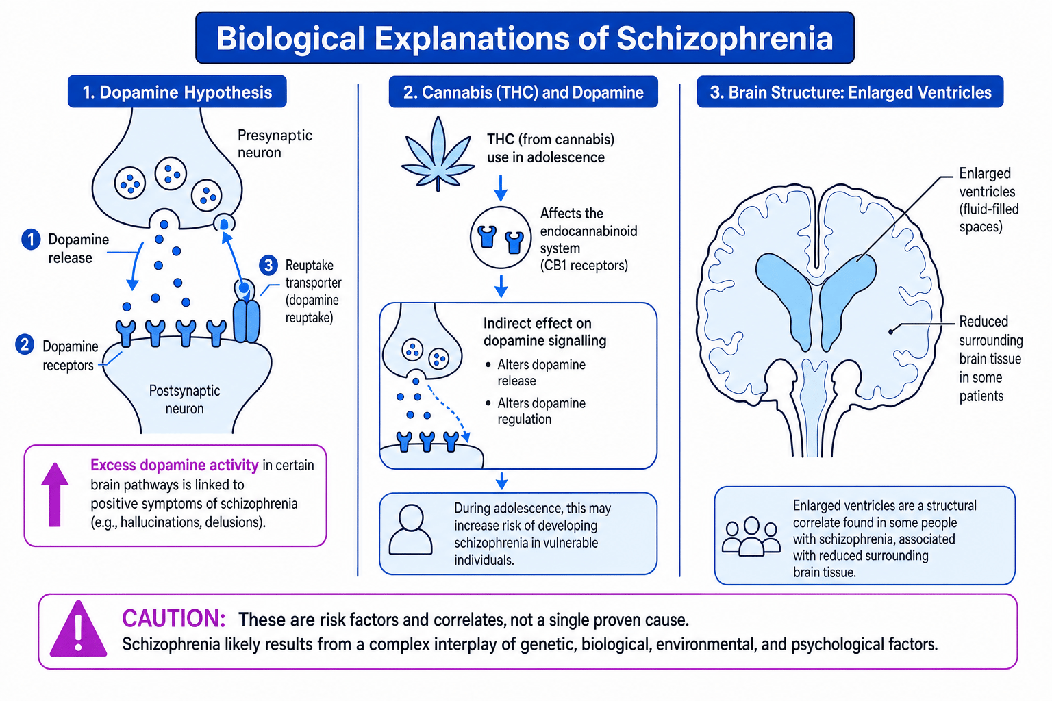 Biological explanations of schizophrenia: dopamine, cannabis and enlarged ventricles
