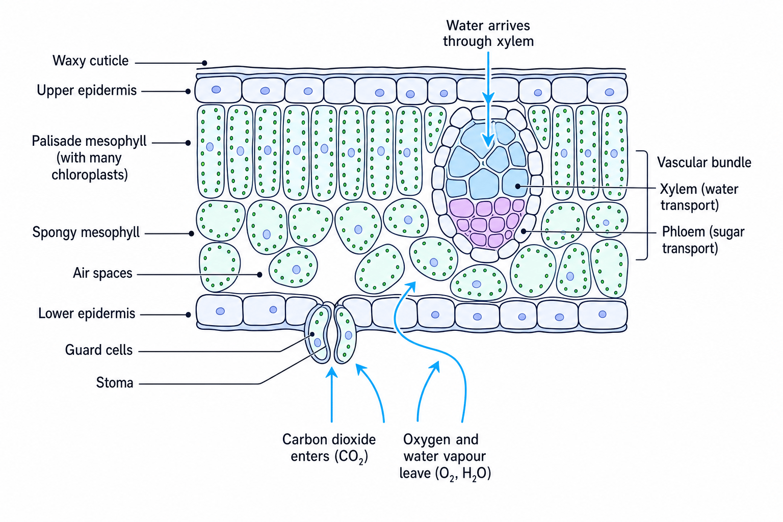 Transverse section of a dicotyledon leaf showing tissues, stomata and gas movement