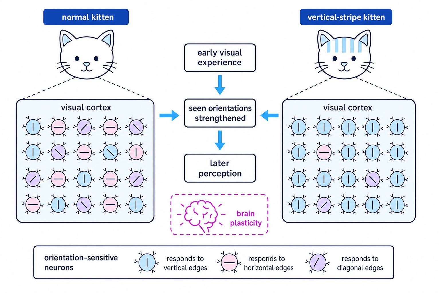 Concept diagram showing orientation-sensitive neurons in normal and vertical-stripe-reared kittens